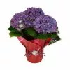 Fast Growing Trees Tri-color Hydrangea Gift 1 Fast Growing Trees Tri-color Hydrangea Gift
