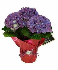Fast Growing Trees Tri-color Hydrangea Gift