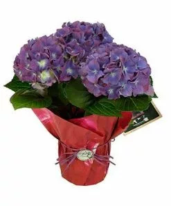 Fast Growing Trees Tri-color Hydrangea Gift