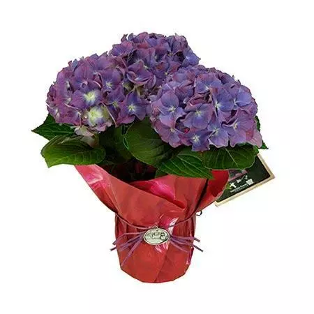 Fast Growing Trees Tri-color Hydrangea Gift 4 Fast Growing Trees Tri-color Hydrangea Gift
