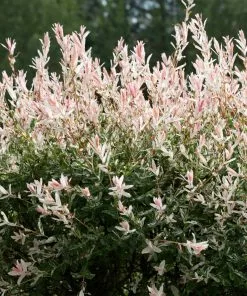 Fast Growing Trees Willow Trees Tri-Color Willow Tree