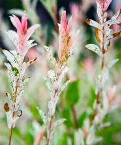 Fast Growing Trees Willow Trees Tri-Color Willow Tree