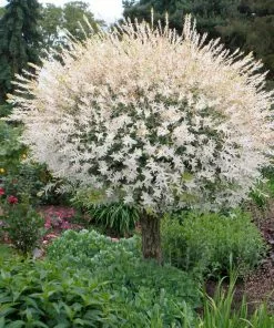 Fast Growing Trees Willow Trees Tri-Color Willow Tree