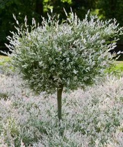 Fast Growing Trees See All Shrubs & Hedges Tri-Color Dappled Willow