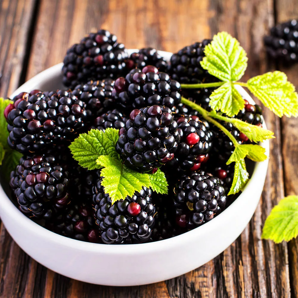 Fast Growing Trees Triple Crown Blackberry Plant - USDA Organic Blackberry Bushes 5 Fast Growing Trees Triple Crown Blackberry Plant - USDA Organic Blackberry Bushes