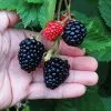 Fast Growing Trees Blackberry Bushes Triple Crown Blackberry 1 Fast Growing Trees Blackberry Bushes Triple Crown Blackberry
