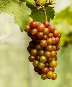 Fast Growing Trees Triumph Muscadine Grapes 7 Fast Growing Trees Triumph Muscadine Grapes