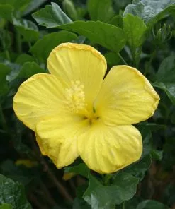 Fast Growing Trees See All Flowering Trees Yellow Tropical Hibiscus Tree 8 Fast Growing Trees See All Flowering Trees Yellow Tropical Hibiscus Tree