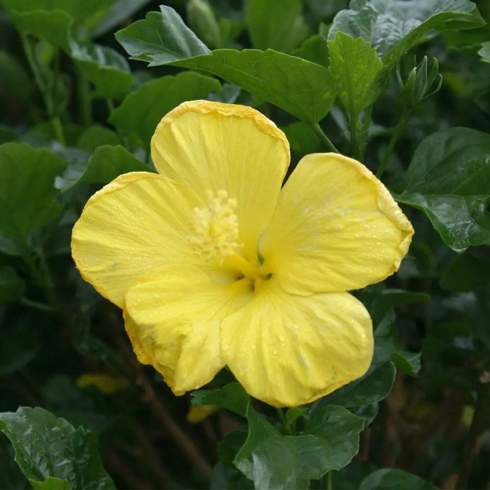Fast Growing Trees See All Flowering Trees Yellow Tropical Hibiscus Tree 5 Fast Growing Trees See All Flowering Trees Yellow Tropical Hibiscus Tree