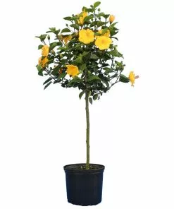 Fast Growing Trees See All Flowering Trees Yellow Tropical Hibiscus Tree 9 Fast Growing Trees See All Flowering Trees Yellow Tropical Hibiscus Tree