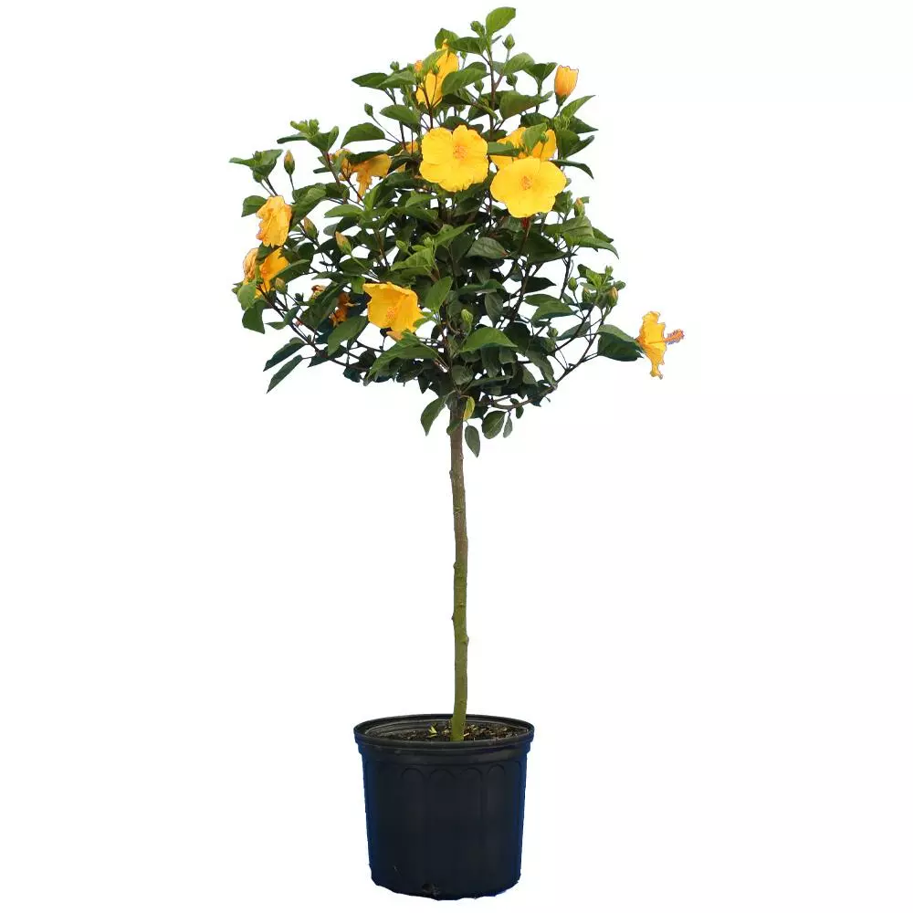 Fast Growing Trees See All Flowering Trees Yellow Tropical Hibiscus Tree 6 Fast Growing Trees See All Flowering Trees Yellow Tropical Hibiscus Tree