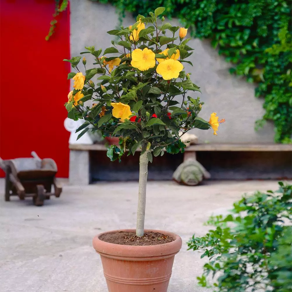 Fast Growing Trees See All Flowering Trees Yellow Tropical Hibiscus Tree 4 Fast Growing Trees See All Flowering Trees Yellow Tropical Hibiscus Tree