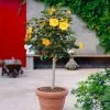 Fast Growing Trees See All Flowering Trees Yellow Tropical Hibiscus Tree 2 Fast Growing Trees See All Flowering Trees Yellow Tropical Hibiscus Tree