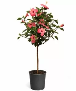 Fast Growing Trees Pink Tropical Hibiscus Tree See All Flowering Trees 11 Fast Growing Trees Pink Tropical Hibiscus Tree See All Flowering Trees