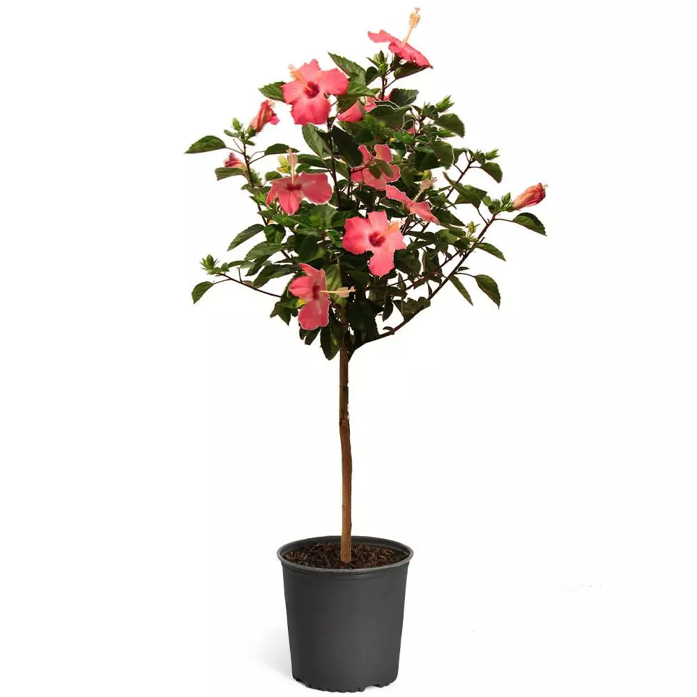Fast Growing Trees Pink Tropical Hibiscus Tree See All Flowering Trees 7 Fast Growing Trees Pink Tropical Hibiscus Tree See All Flowering Trees