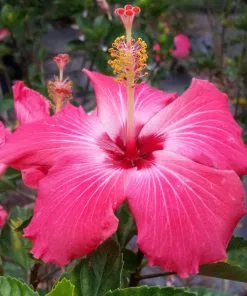 Fast Growing Trees Pink Tropical Hibiscus Tree See All Flowering Trees 9 Fast Growing Trees Pink Tropical Hibiscus Tree See All Flowering Trees