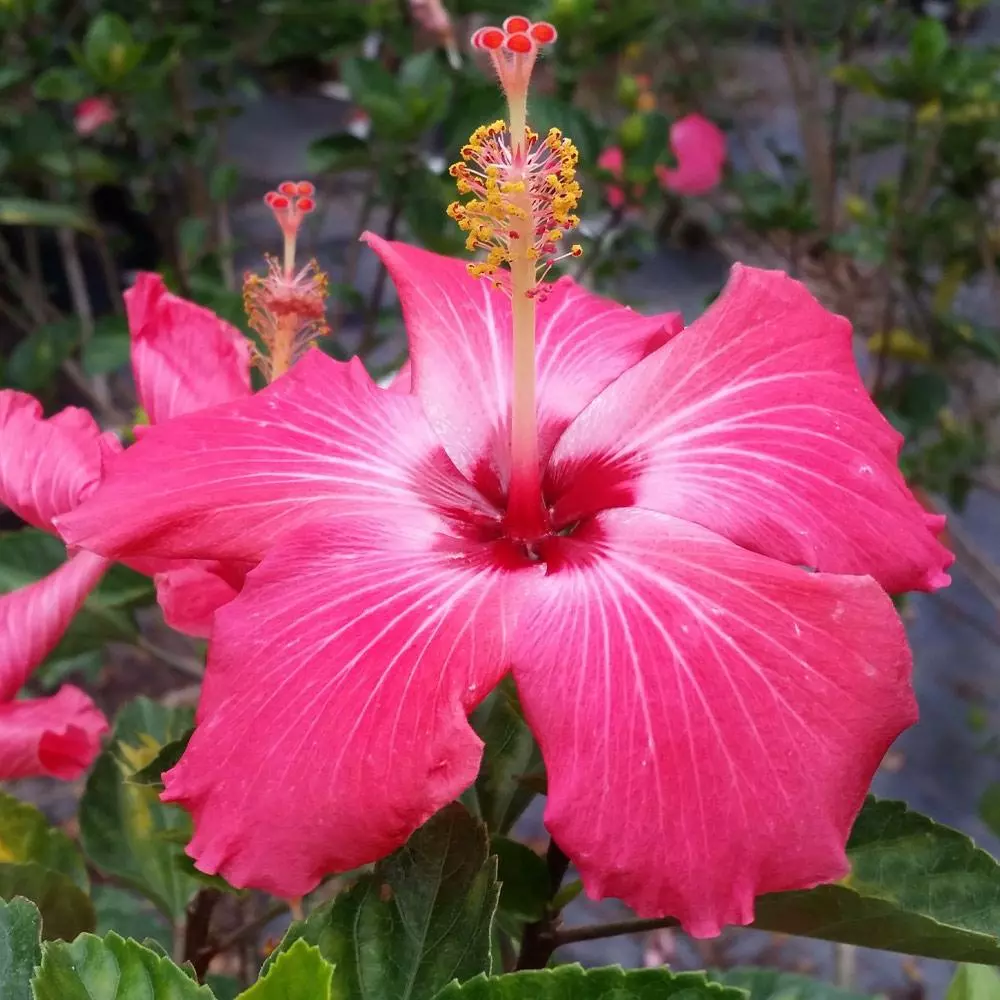 Fast Growing Trees Pink Tropical Hibiscus Tree See All Flowering Trees 5 Fast Growing Trees Pink Tropical Hibiscus Tree See All Flowering Trees