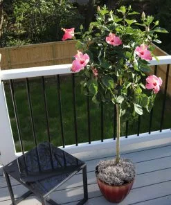 Fast Growing Trees Pink Tropical Hibiscus Tree See All Flowering Trees
