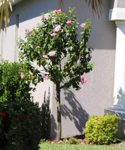 Fast Growing Trees Pink Tropical Hibiscus Tree See All Flowering Trees 10 Fast Growing Trees Pink Tropical Hibiscus Tree See All Flowering Trees