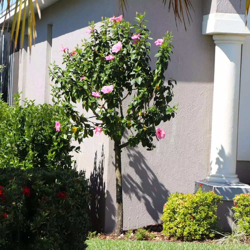 Fast Growing Trees Pink Tropical Hibiscus Tree See All Flowering Trees 6 Fast Growing Trees Pink Tropical Hibiscus Tree See All Flowering Trees