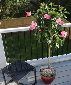 Fast Growing Trees Pink Tropical Hibiscus Tree See All Flowering Trees