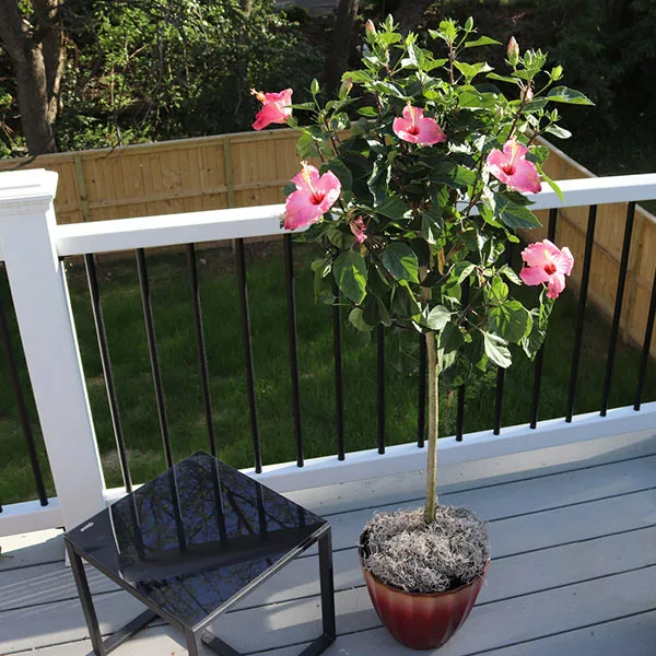 Fast Growing Trees Pink Tropical Hibiscus Tree See All Flowering Trees 3 Fast Growing Trees Pink Tropical Hibiscus Tree See All Flowering Trees