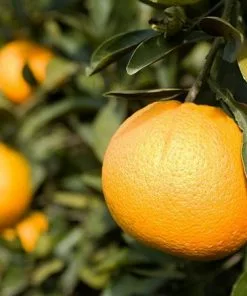 Fast Growing Trees Citrus Trees Trovita Orange Tree 11 Fast Growing Trees Citrus Trees Trovita Orange Tree