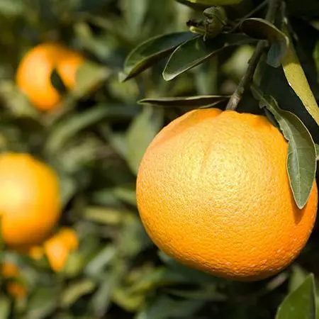 Fast Growing Trees Citrus Trees Trovita Orange Tree 7 Fast Growing Trees Citrus Trees Trovita Orange Tree