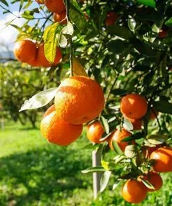 Fast Growing Trees Citrus Trees Trovita Orange Tree