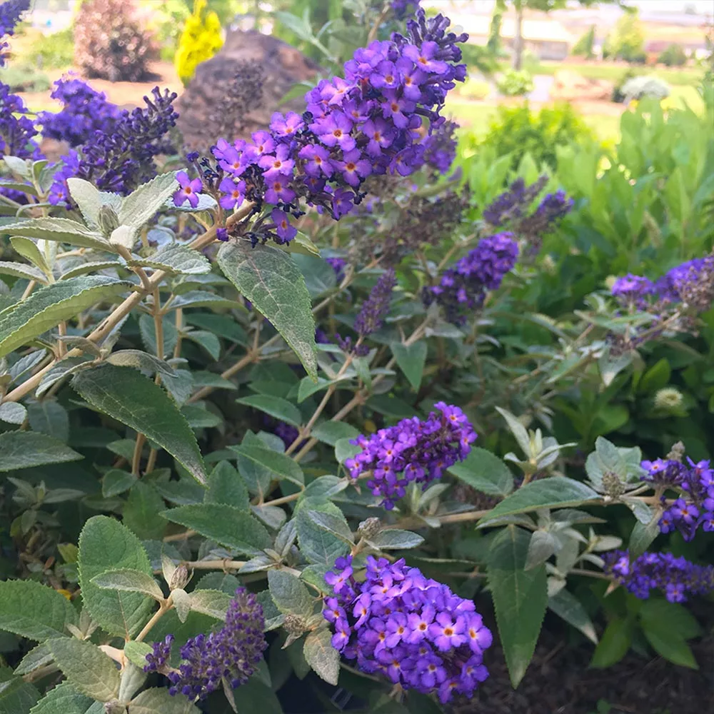 Fast Growing Trees Purple Flowers True Blue Butterfly Bush (Tree Form) 4 Fast Growing Trees Purple Flowers True Blue Butterfly Bush (Tree Form)