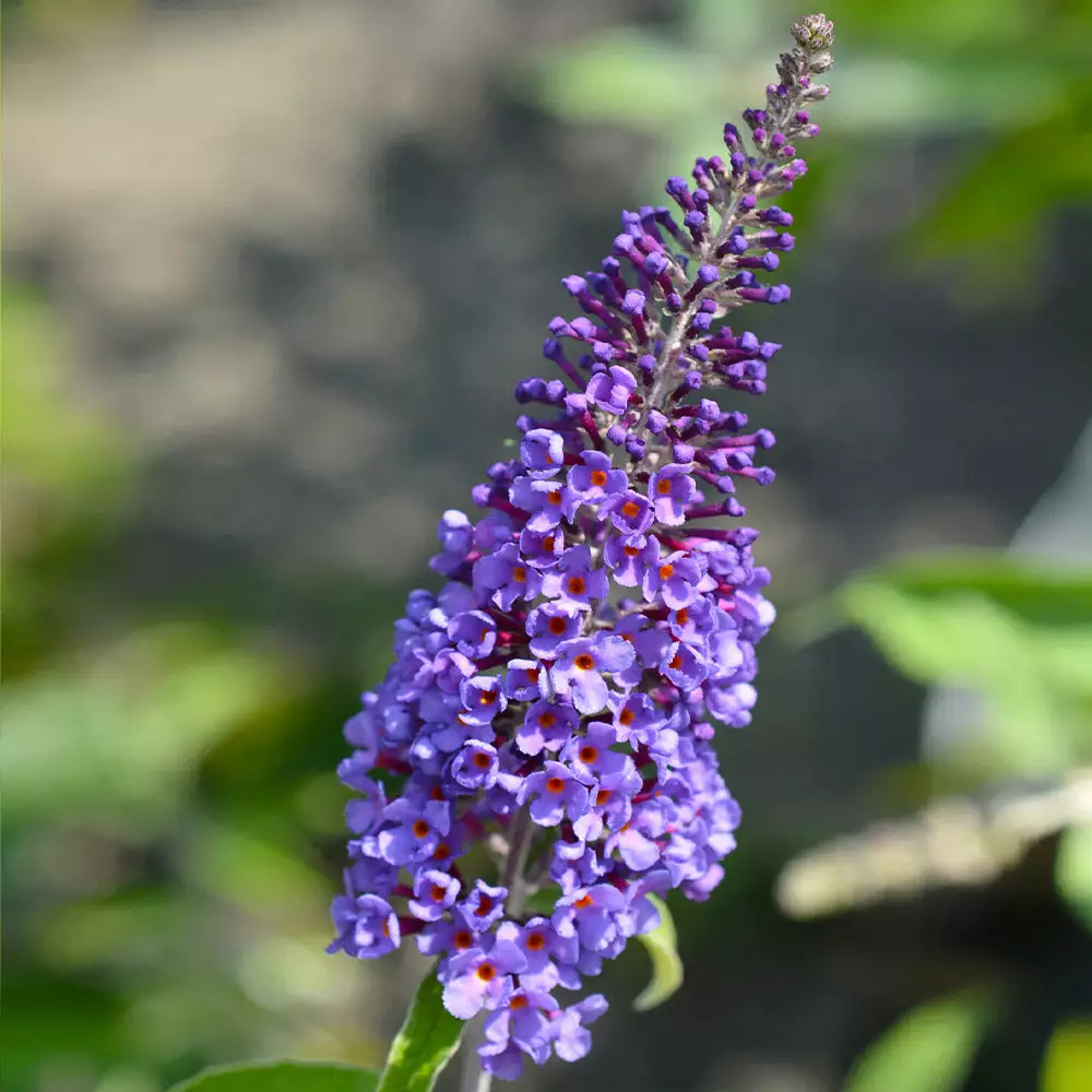 Fast Growing Trees Purple Flowers True Blue Butterfly Bush (Tree Form) 7 Fast Growing Trees Purple Flowers True Blue Butterfly Bush (Tree Form)