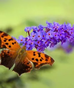 Fast Growing Trees Purple Flowers True Blue Butterfly Bush (Tree Form) 9 Fast Growing Trees Purple Flowers True Blue Butterfly Bush (Tree Form)
