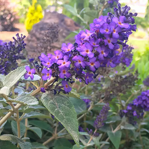 Fast Growing Trees Purple Flowers True Blue Butterfly Bush (Tree Form) 3 Fast Growing Trees Purple Flowers True Blue Butterfly Bush (Tree Form)