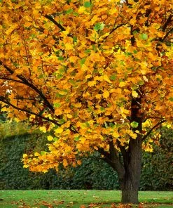Fast Growing Trees Tulip Poplar Yellow Flowers