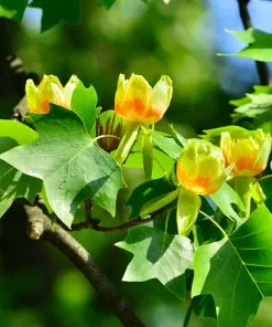 Fast Growing Trees Tulip Poplar Yellow Flowers 10 Fast Growing Trees Tulip Poplar Yellow Flowers
