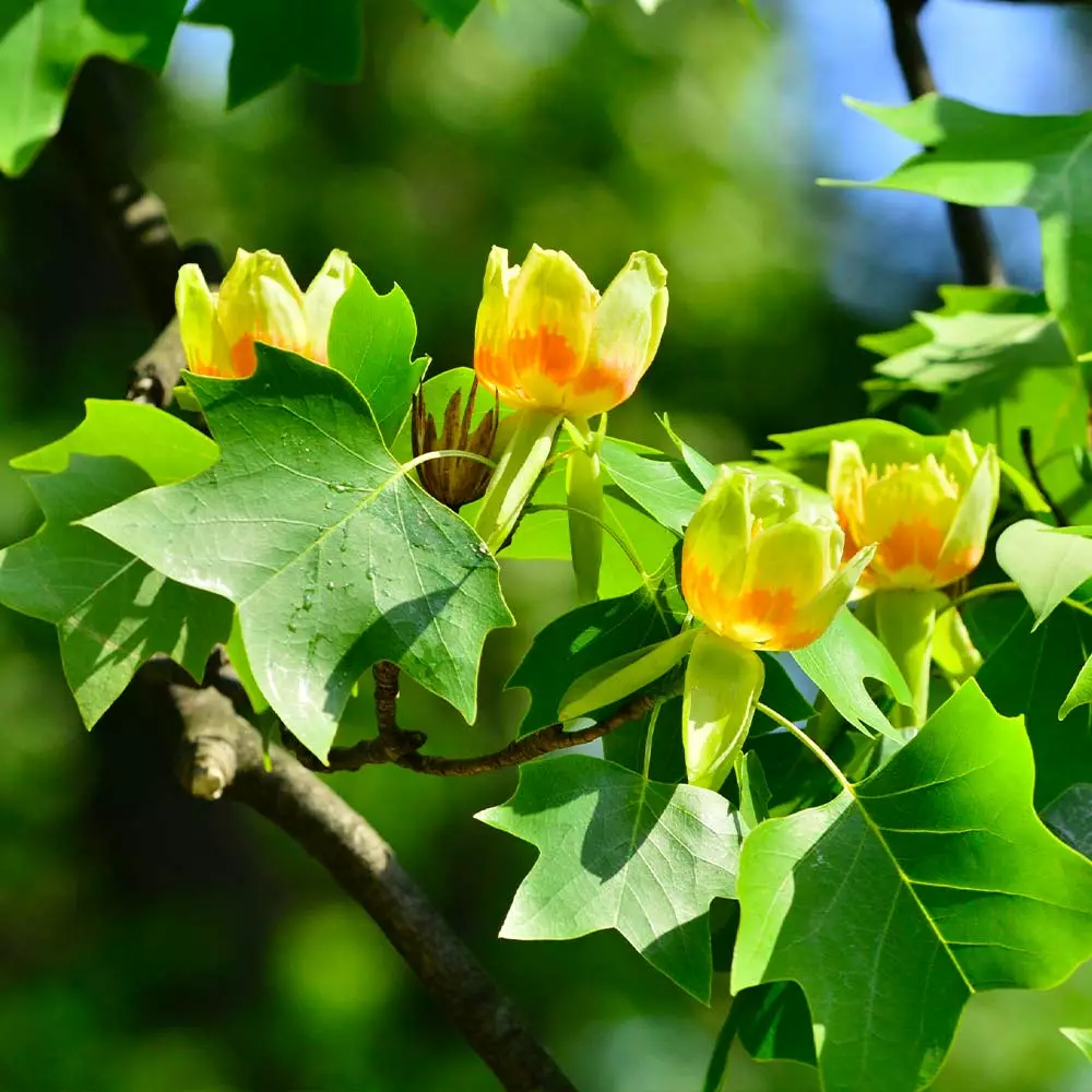 Fast Growing Trees Tulip Poplar Yellow Flowers 6 Fast Growing Trees Tulip Poplar Yellow Flowers