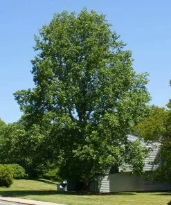 Fast Growing Trees Tulip Poplar Yellow Flowers 9 Fast Growing Trees Tulip Poplar Yellow Flowers
