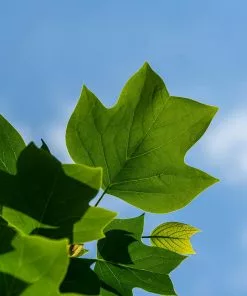 Fast Growing Trees Tulip Poplar Yellow Flowers 11 Fast Growing Trees Tulip Poplar Yellow Flowers
