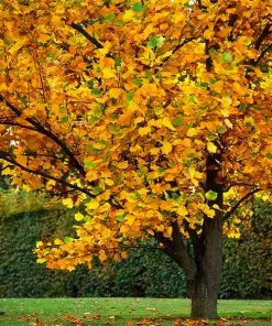 Fast Growing Trees Tulip Poplar Yellow Flowers
