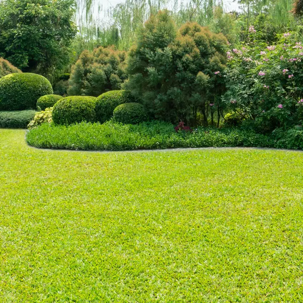 Fast Growing Trees TurboTurf™ Bermudagrass Seed Erosion Control 6 Fast Growing Trees TurboTurf™ Bermudagrass Seed Erosion Control