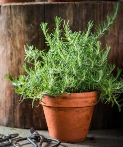 Fast Growing Trees Our Newest Arrivals Tuscan Rosemary Plant 9 Fast Growing Trees Our Newest Arrivals Tuscan Rosemary Plant