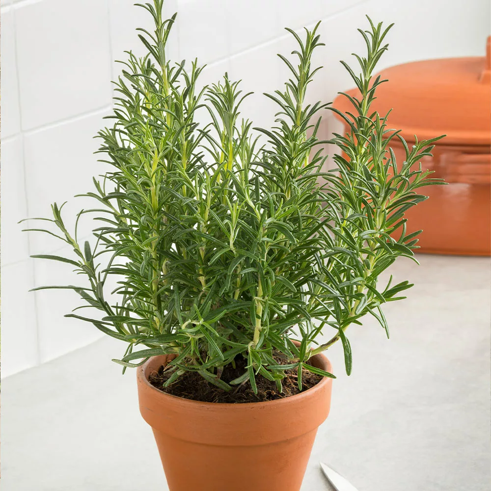 Fast Growing Trees Our Newest Arrivals Tuscan Rosemary Plant 7 Fast Growing Trees Our Newest Arrivals Tuscan Rosemary Plant