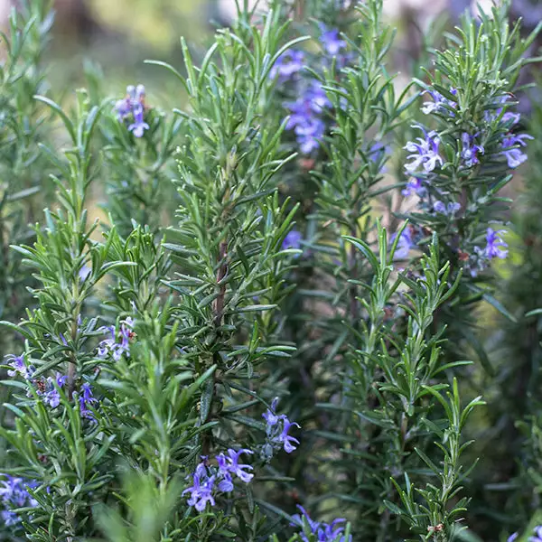 Fast Growing Trees Our Newest Arrivals Tuscan Rosemary Plant 6 Fast Growing Trees Our Newest Arrivals Tuscan Rosemary Plant
