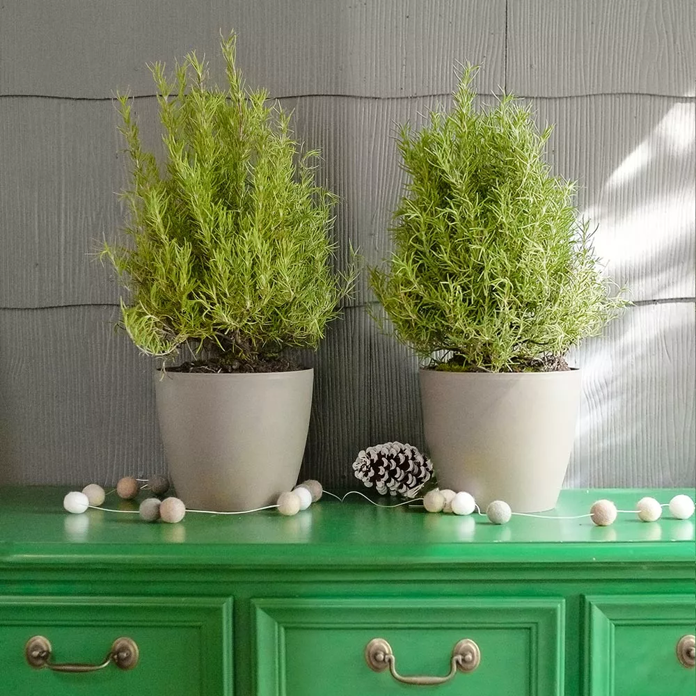 Fast Growing Trees Our Newest Arrivals Tuscan Rosemary Plant 3 Fast Growing Trees Our Newest Arrivals Tuscan Rosemary Plant