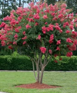 Fast Growing Trees Crape Myrtles Tuscarora Crape Myrtle 10 Fast Growing Trees Crape Myrtles Tuscarora Crape Myrtle