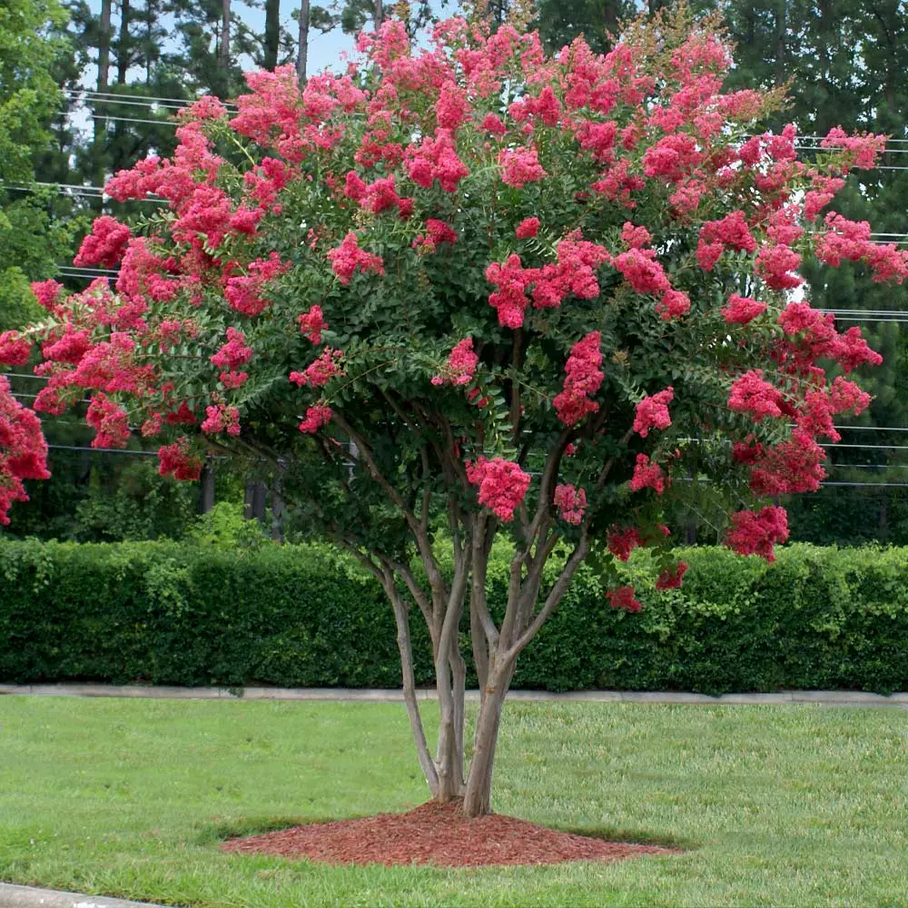 Fast Growing Trees Crape Myrtles Tuscarora Crape Myrtle 5 Fast Growing Trees Crape Myrtles Tuscarora Crape Myrtle