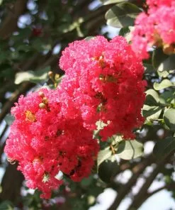 Fast Growing Trees Crape Myrtles Tuscarora Crape Myrtle 11 Fast Growing Trees Crape Myrtles Tuscarora Crape Myrtle