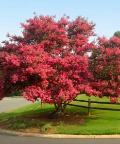 Fast Growing Trees Crape Myrtles Tuscarora Crape Myrtle