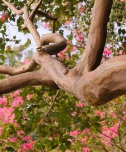 Fast Growing Trees Crape Myrtles Tuscarora Crape Myrtle 12 Fast Growing Trees Crape Myrtles Tuscarora Crape Myrtle