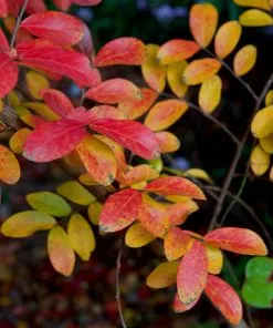 Fast Growing Trees Crape Myrtles Tuscarora Crape Myrtle 13 Fast Growing Trees Crape Myrtles Tuscarora Crape Myrtle